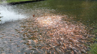 Benih Ikan Nila Merah di Kolam Percobaan IPB Darmaga