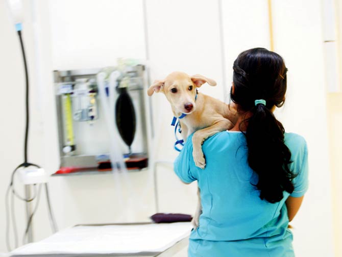 Dog Clinics in New Delhi