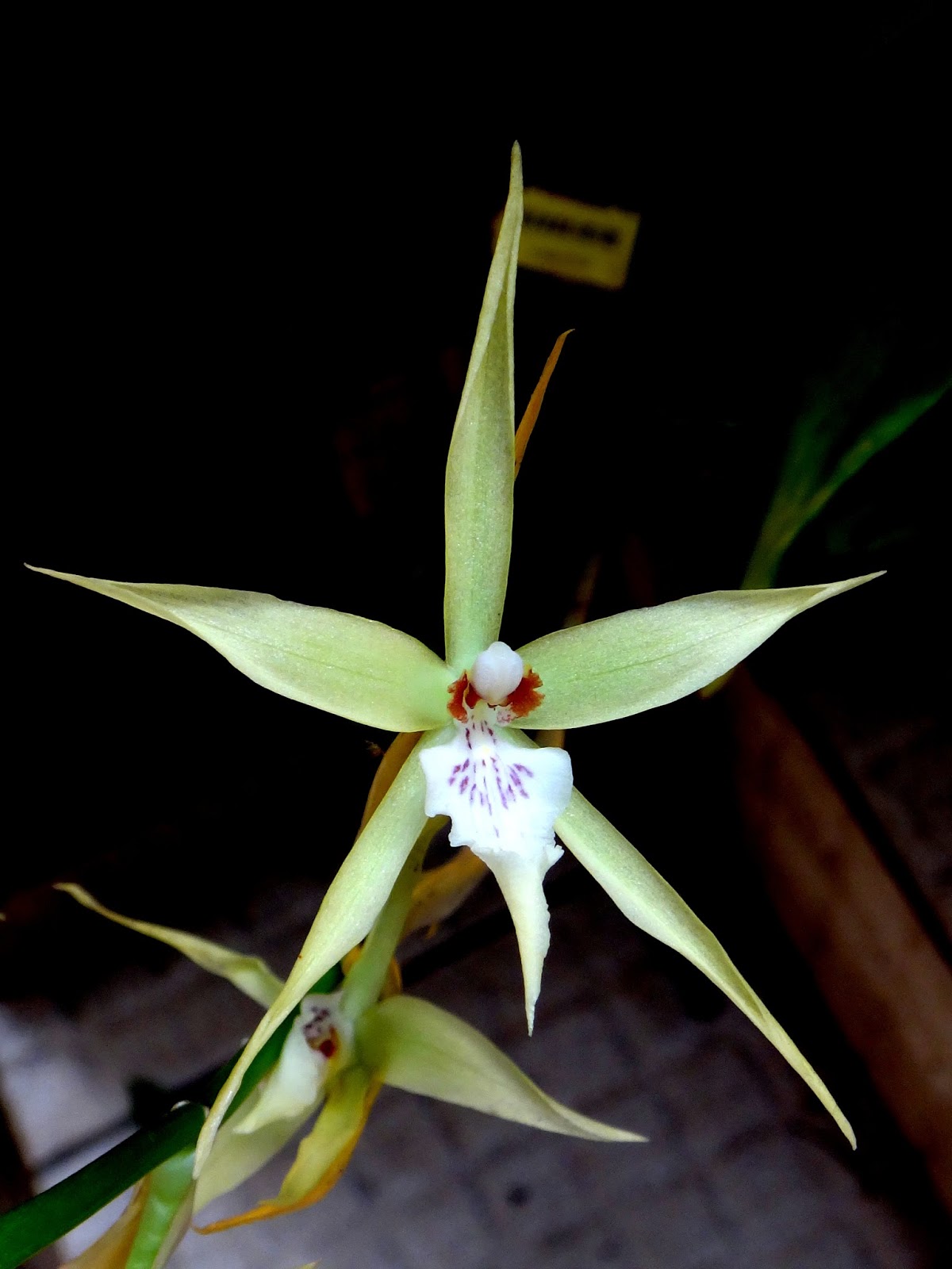 Uma flor por dia: Miltônia amarela, orquídea amor-perfeito