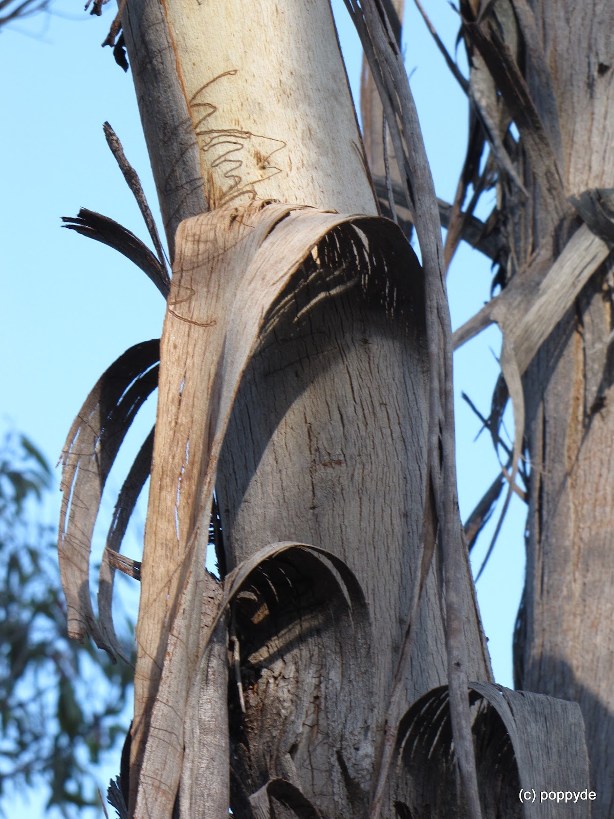 Sydney's Wildflowers and Native Plants Eucalyptus piperita Sydney