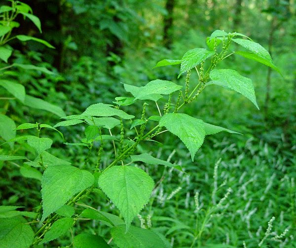 Boehmeria cylindrica plant Бемерия что общего с крапивой