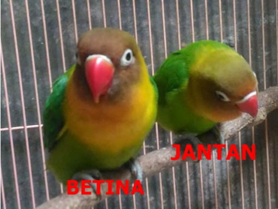 Gunakan 9 Cara Ini Untuk Membedakan Lovebird Jantan Dan Betina