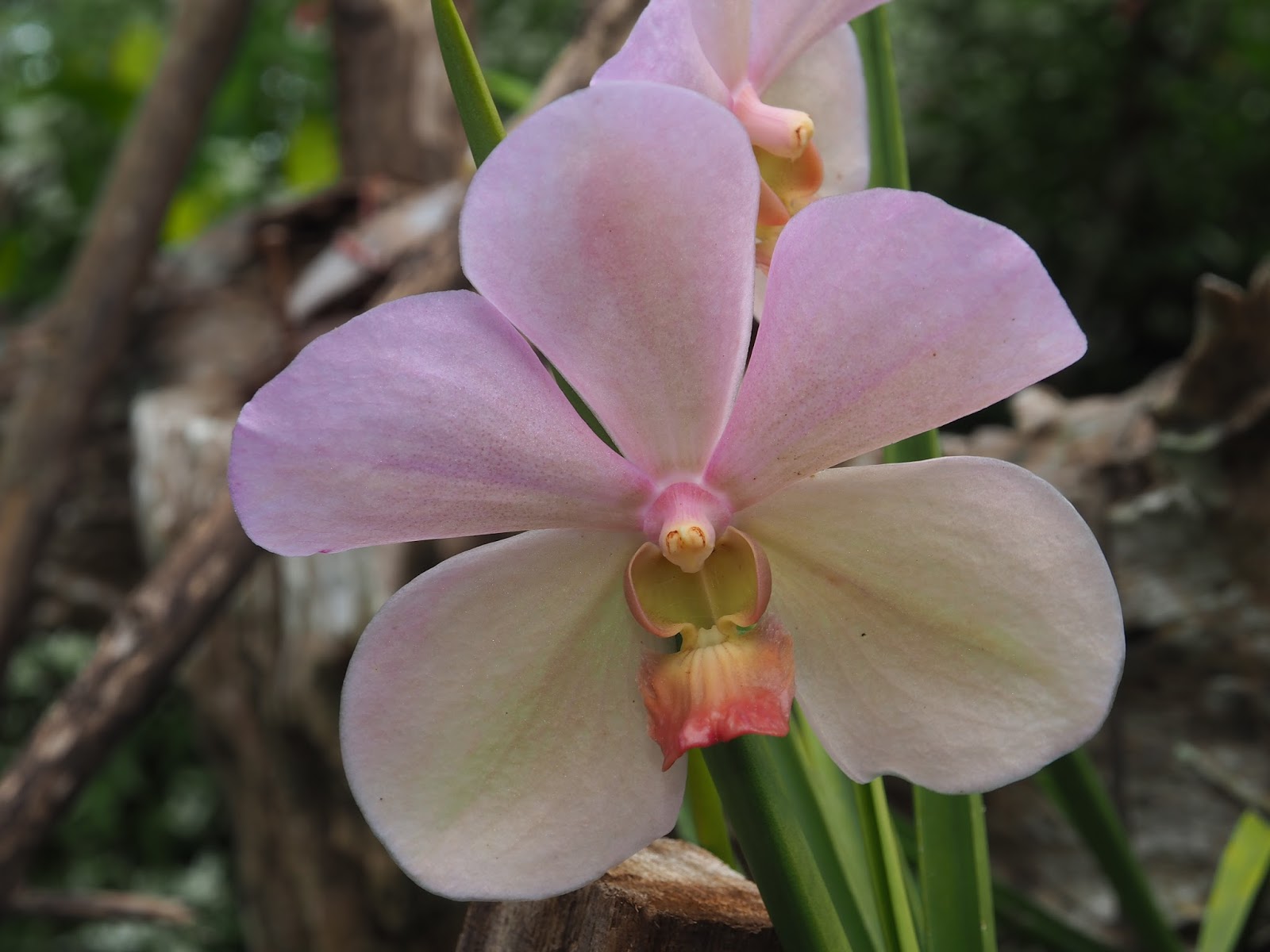 Pure Oxygen Generators Self Supporting Orchids