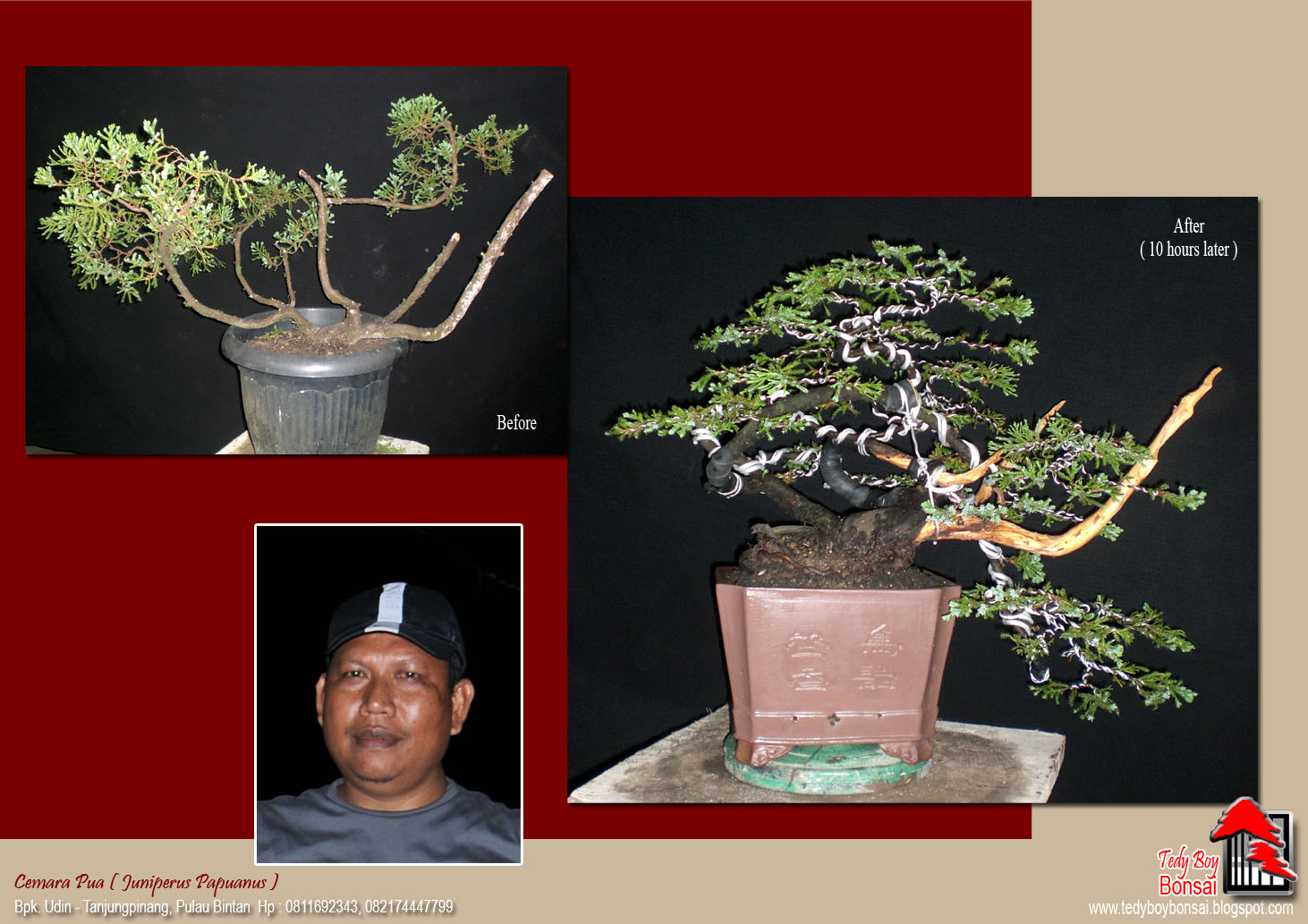 Bonsai Tedy Boy Bonsai Bali INDONESIA europe usa america european JAPAN