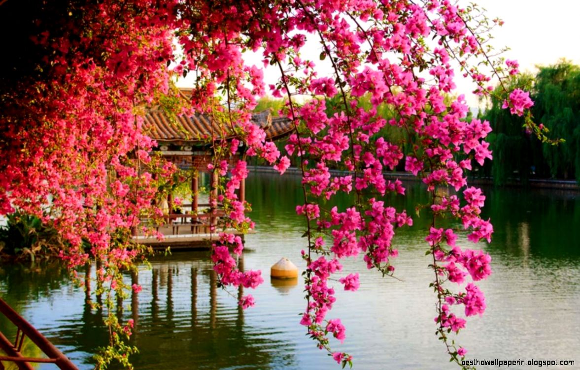 Spring Flower Wallpaper   Android Apps on Google Play