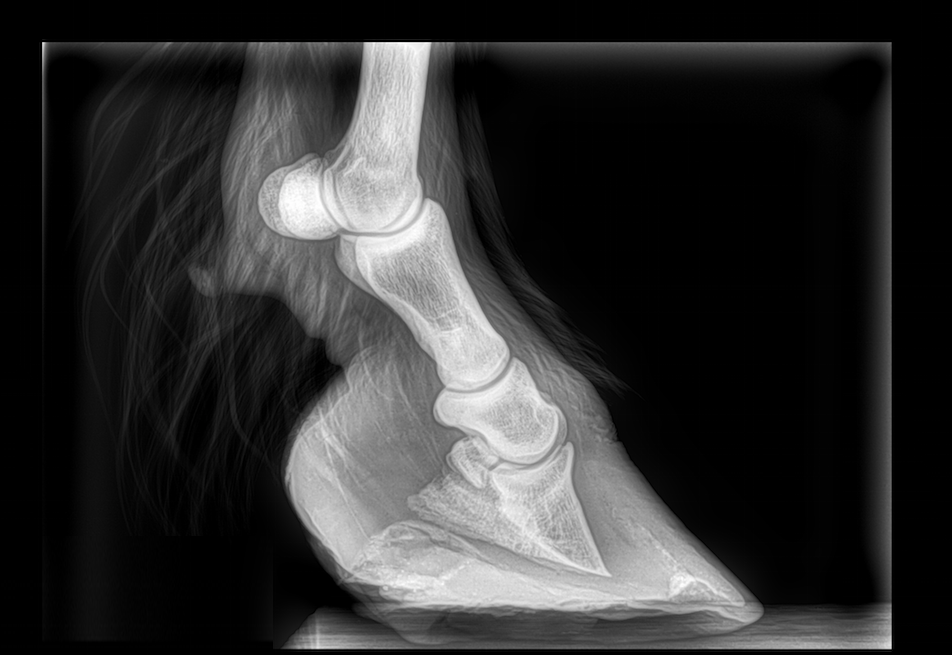 equine 'extra' What is Laminitis & How Do We Recognise It?