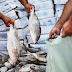 Prefeitura de Alagoinha fará distribuição de peixes nesta quinta, 29