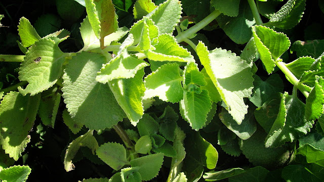  tumbuhan daun jintan telah ratusan tahun dipakai sebagai herba alami Cara Mengolah Daun Jinten Dan 17 Manfaatnya Untuk Kesehatan