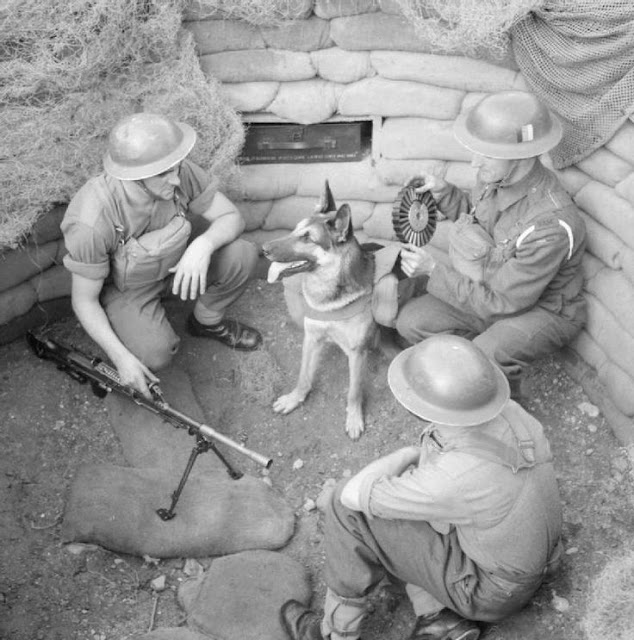 World War II in Pictures Dogs of World War II