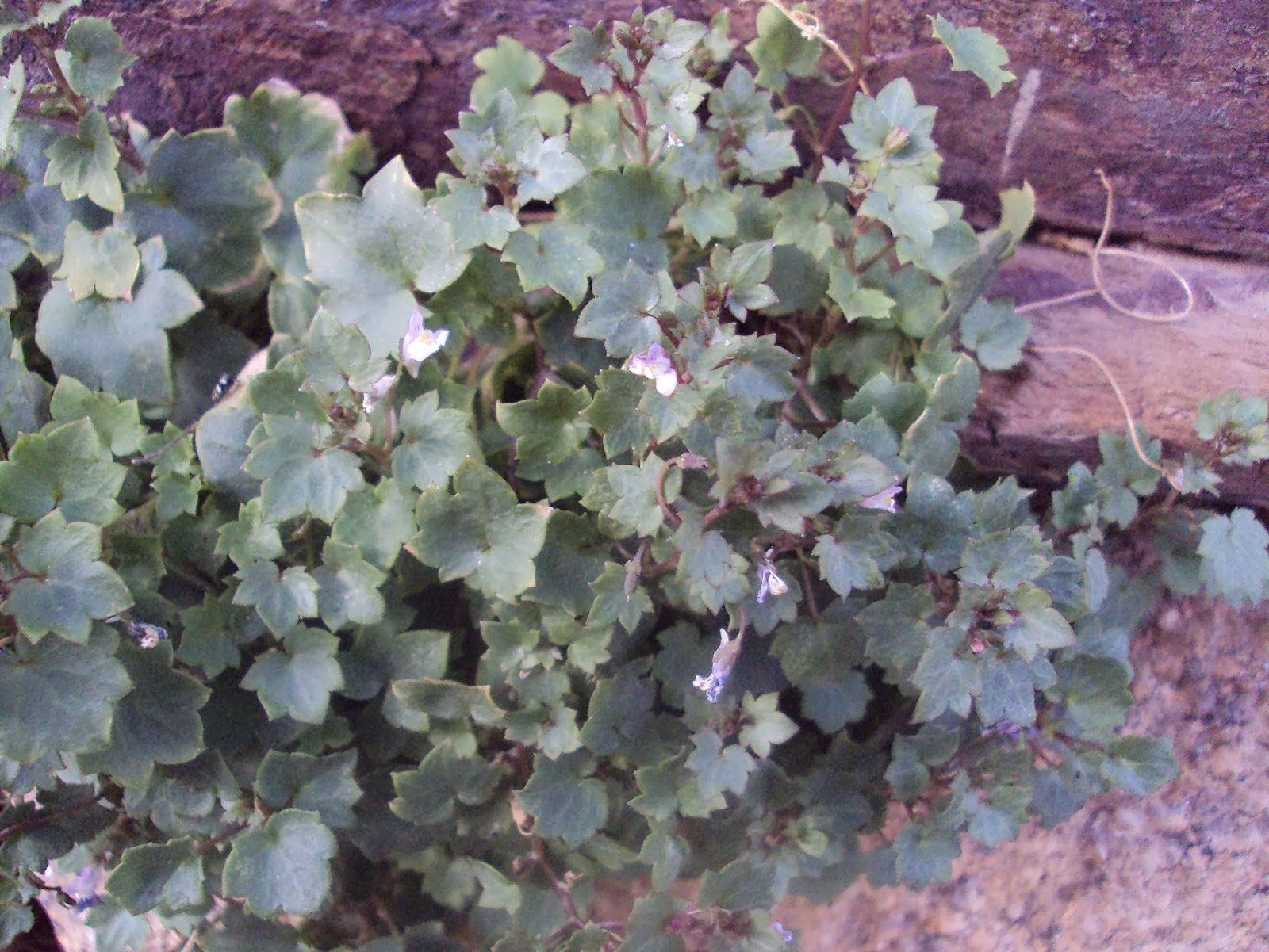 Entre jaras y encinas: PLANTAS CON FLORES DE COLOR MORADO, MALVA,