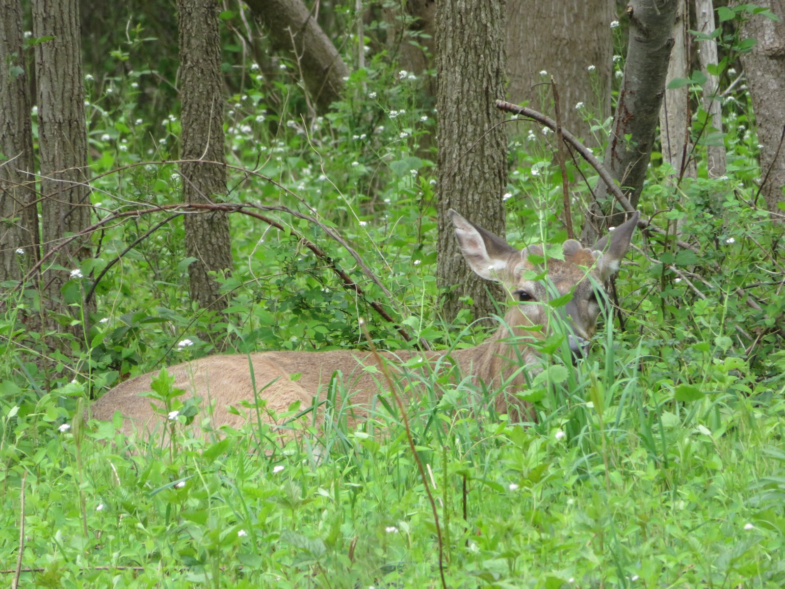 Barometric Pressure And Deer Movement