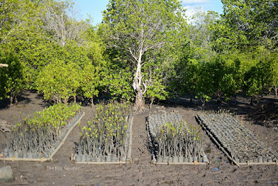 Hutan Mangrove Blok Bedul, Banyuwangi