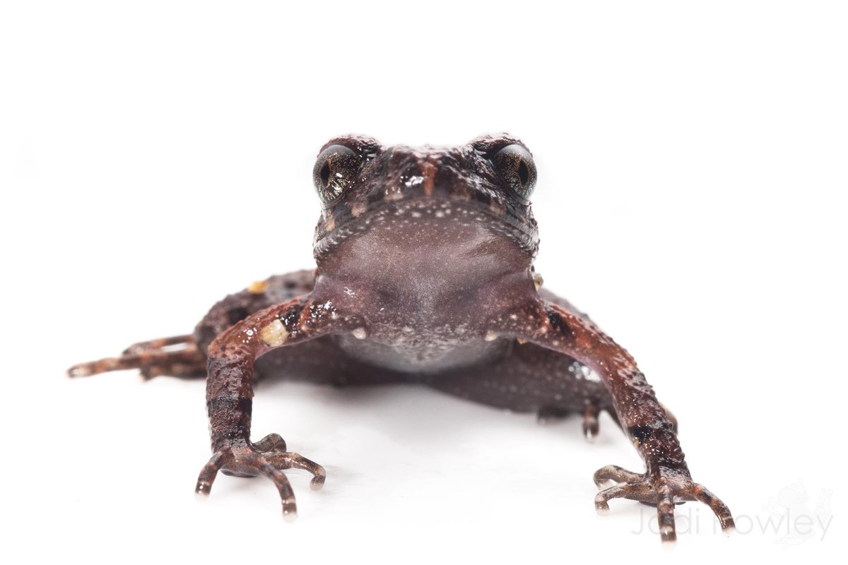 Species New to Science [Herpetology • 2017] Leptolalax puhoatensis • A