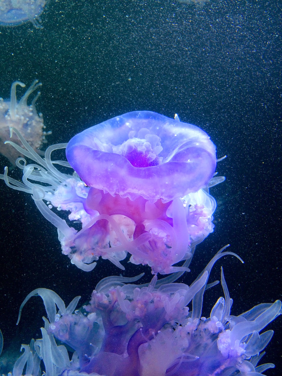 Jellyfish at the Monterey Bay Aquarium and World Oceans Day