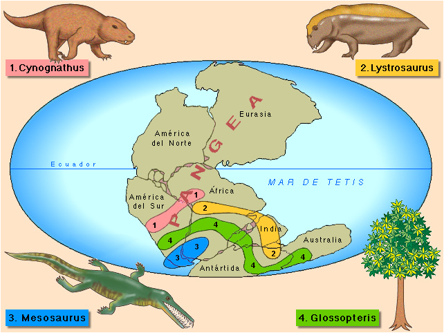 cusevi-y-pemaco-pregunta-17-evidencias-de-la-evoluci-n-pruebas