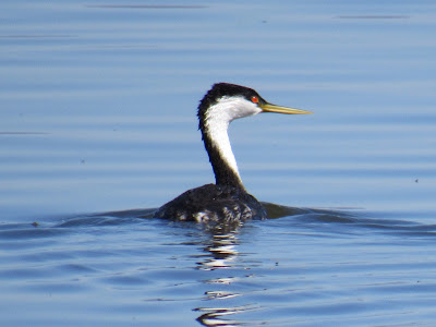 western grebe