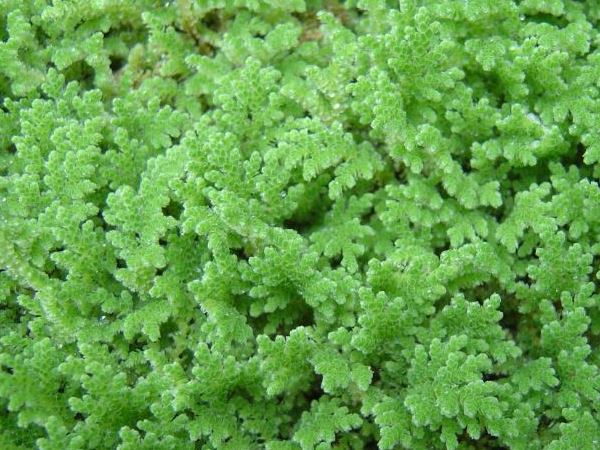 What is Azolla?