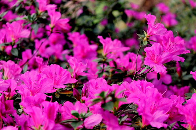 Flores cor-de-rosa 