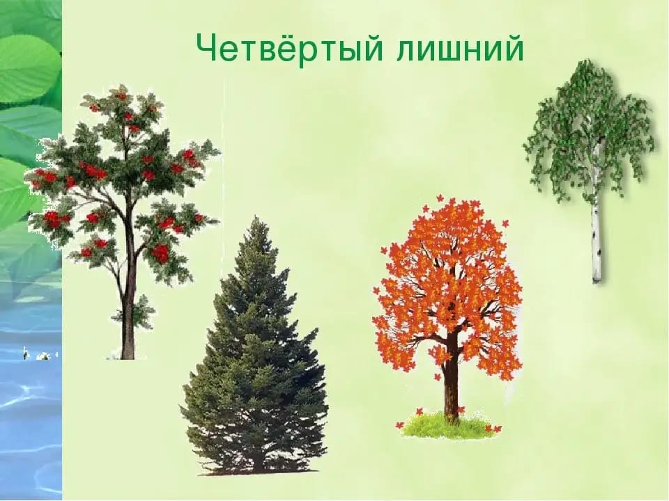 Знакомство С Деревьями В Средней Группе