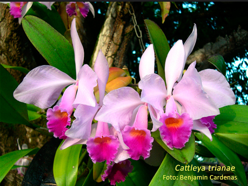 Grupo Orquideófilo del Norte Santafesino: Cattleya trianae