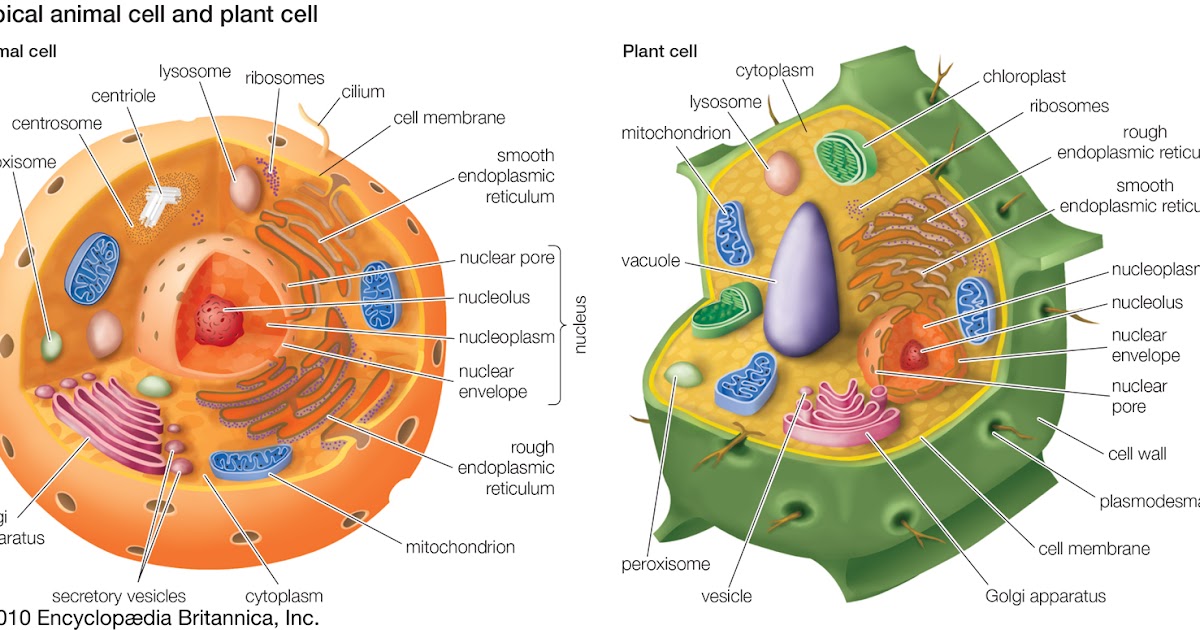 Plant Cell Diagram Test Functions Cell Diagram