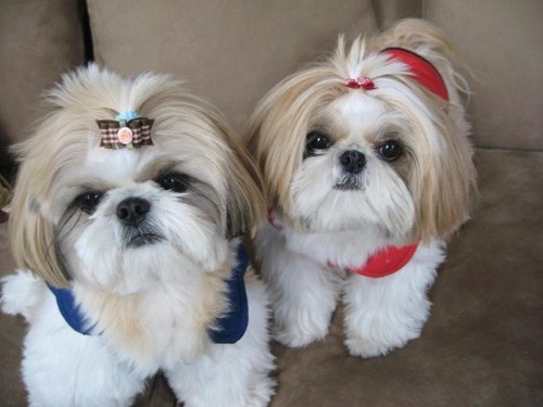 Atividade social para o shih tzu