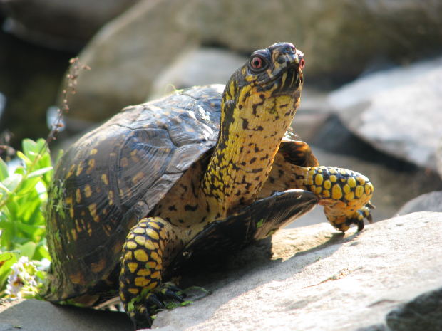 land turtles land turtles