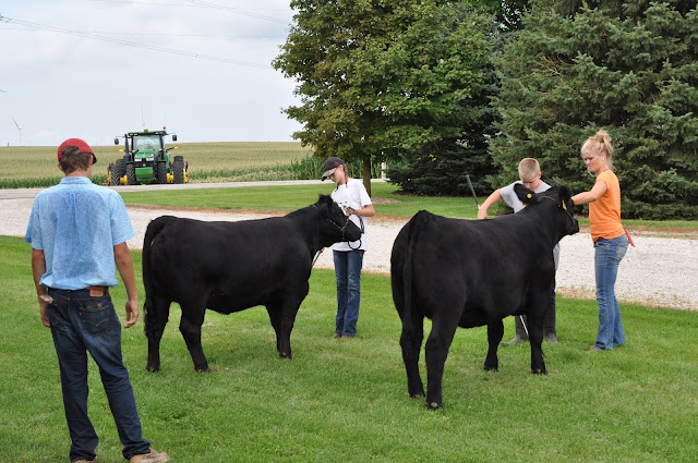 How Do We Prep Our Calves for the County Fair 