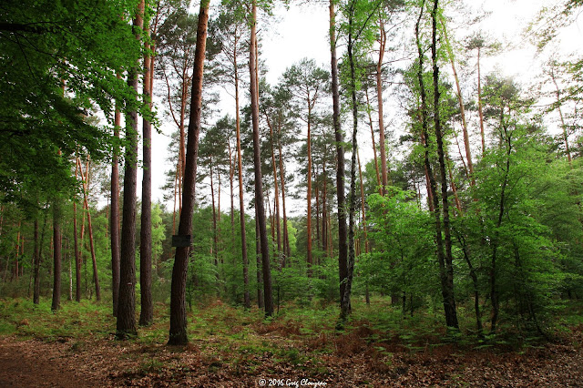 Régénération naturelle en hêtre et chêne après coupe d'éclaircie Régénération naturelle en hêtre et chêne après coupe d'éclaircie