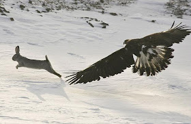 Eagle Hunting Pictures
