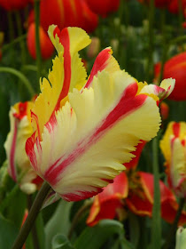 2017 Centennial Park Conservatory Spring Flower Show Flaming Parrot Tulip by garden muses-not another Toronto gardening blog