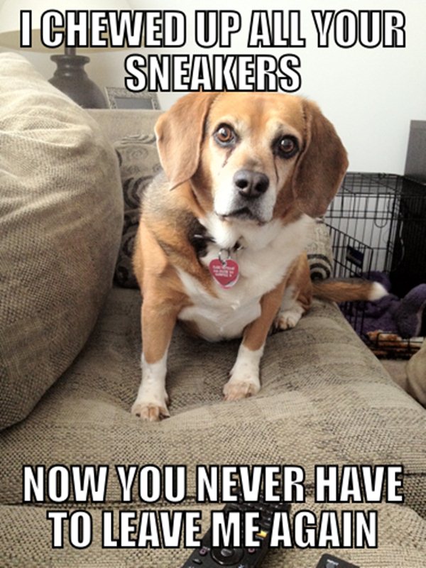 animal pictures with captions, i chewed up all your sneakers