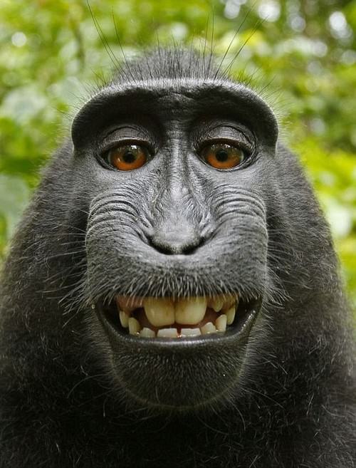 gambar monyet senyum - gambar monyet - gambar monyet senyum