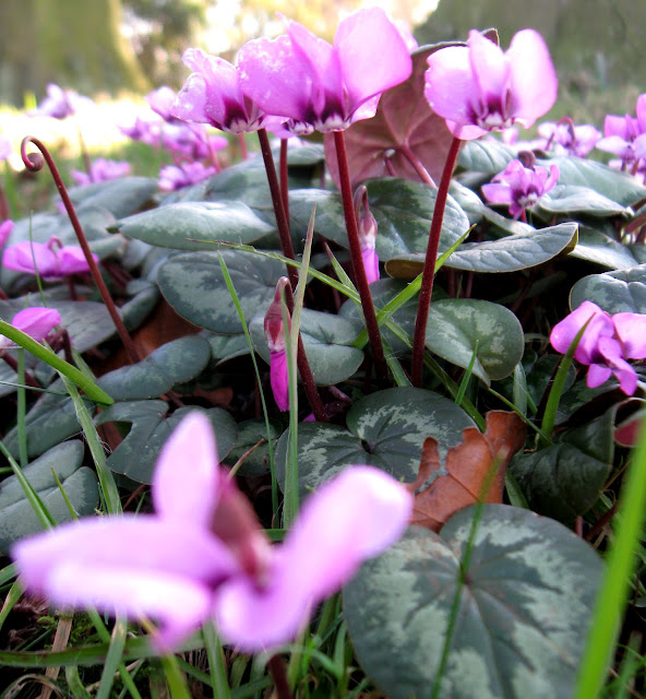 Curlew Country Candlemas Bells