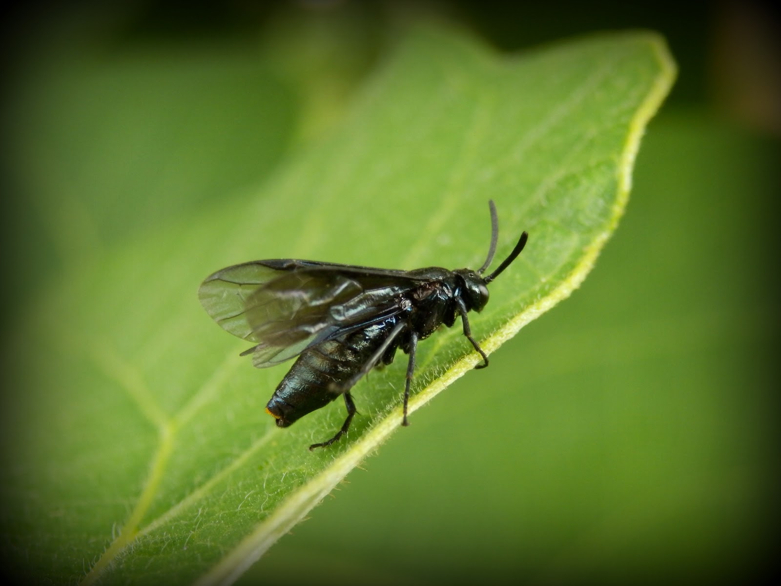 Unidentified Flying Insects