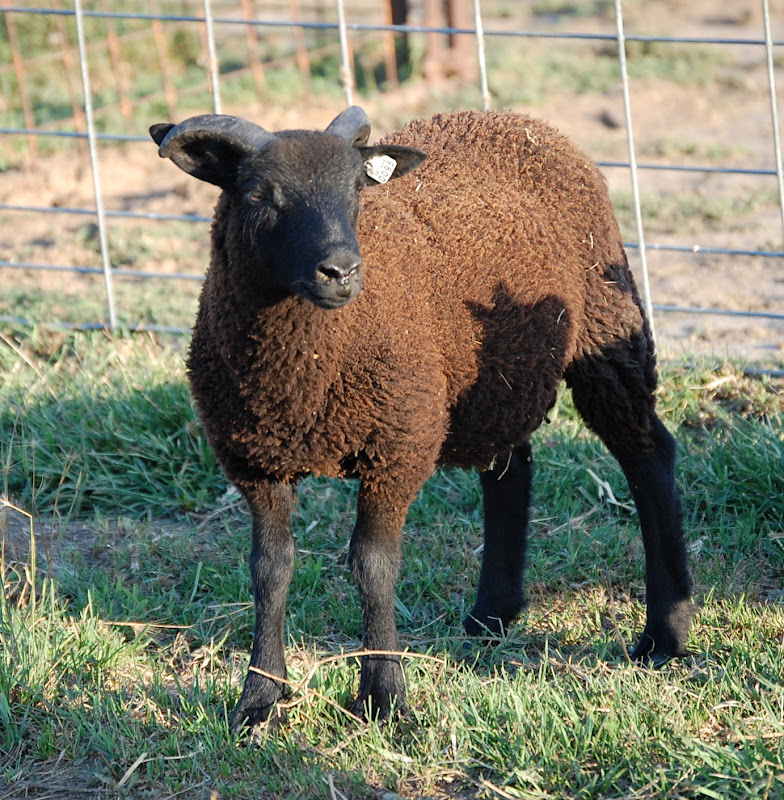 Crosswinds Farm: August 2012