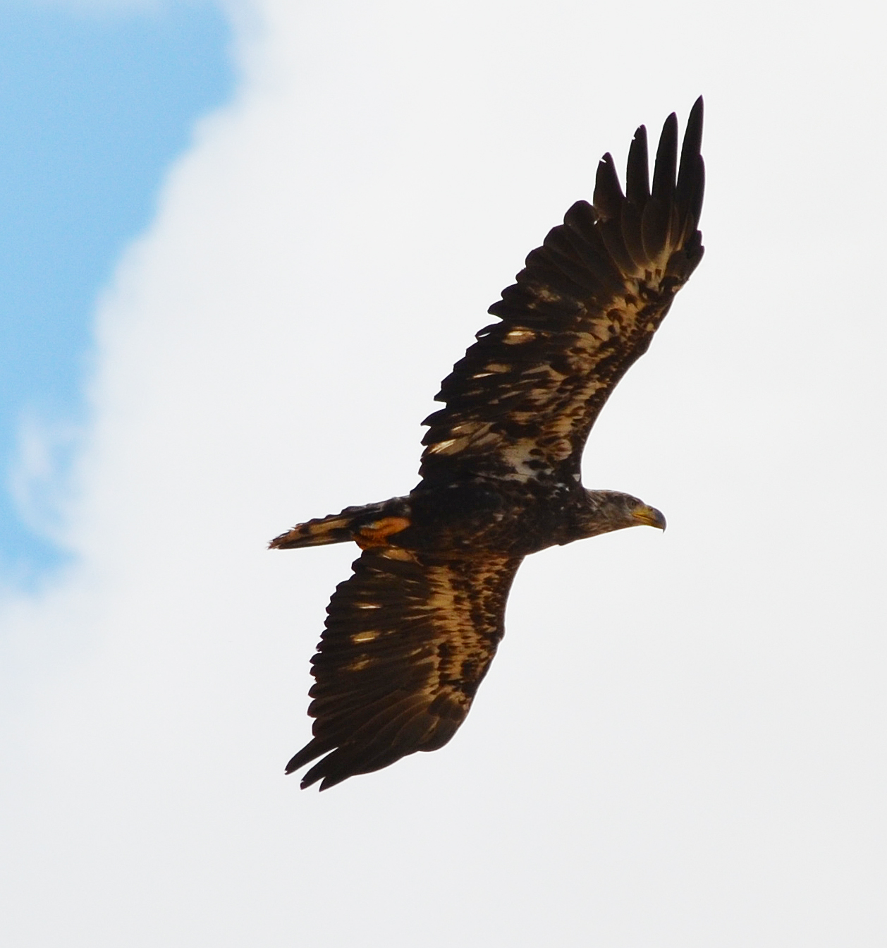 Беркут в москве Беркут в москве