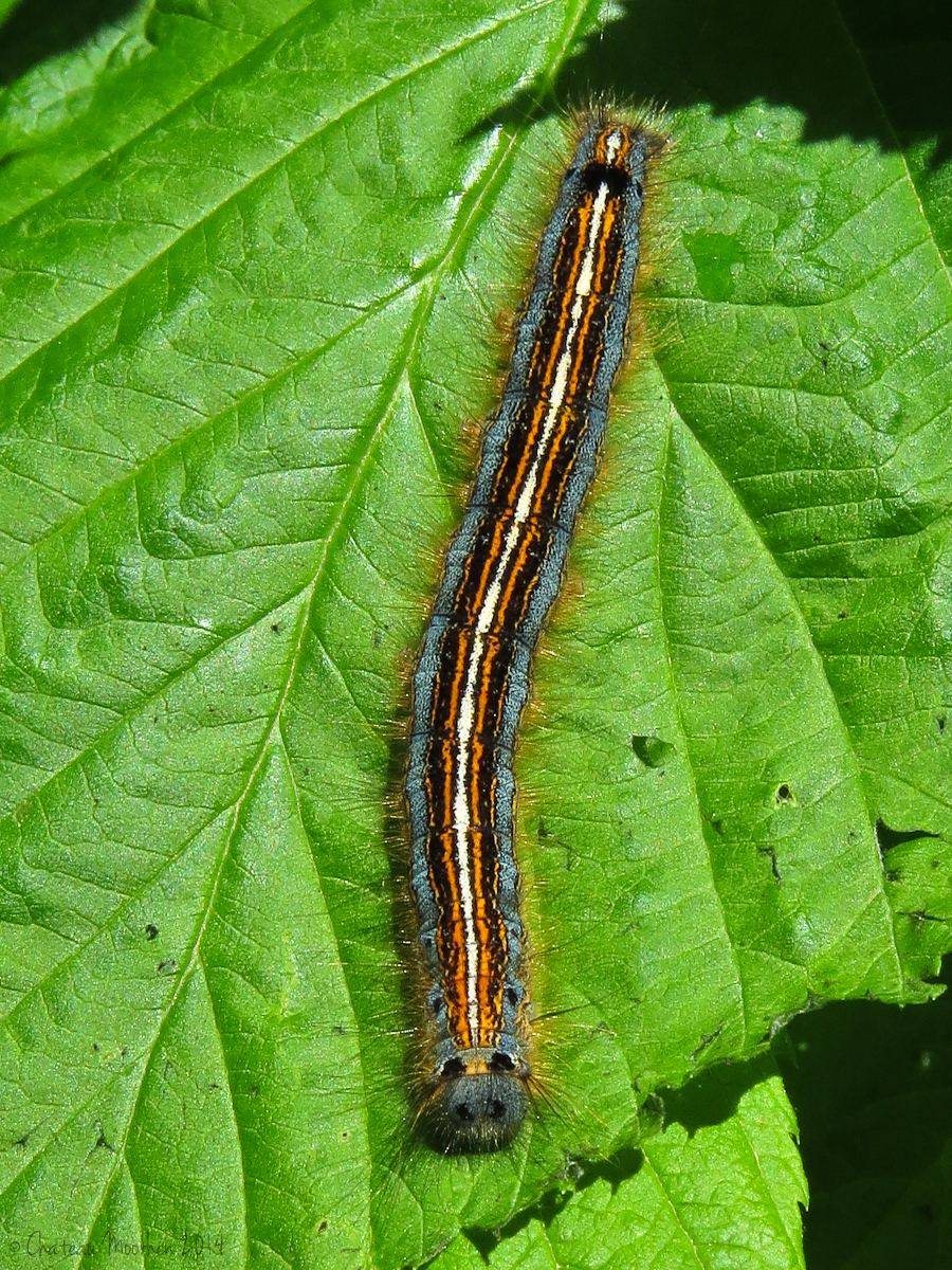 Chateau Moorhen..... goes south! Moths and moth caterpillars seen recently