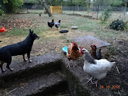 Mes poulettes