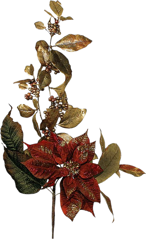 La flor de nochebuena. leyenda navideña de méxico Imágenes, Frases y Reflexiones: Nochebuenas navideñas en png