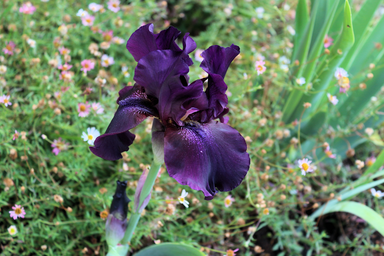 royal purple royal purple