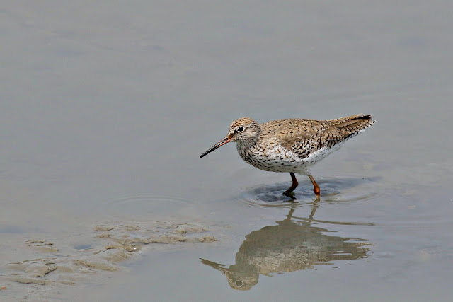 Common redshank in Nam Sang Wai, Hong Kong