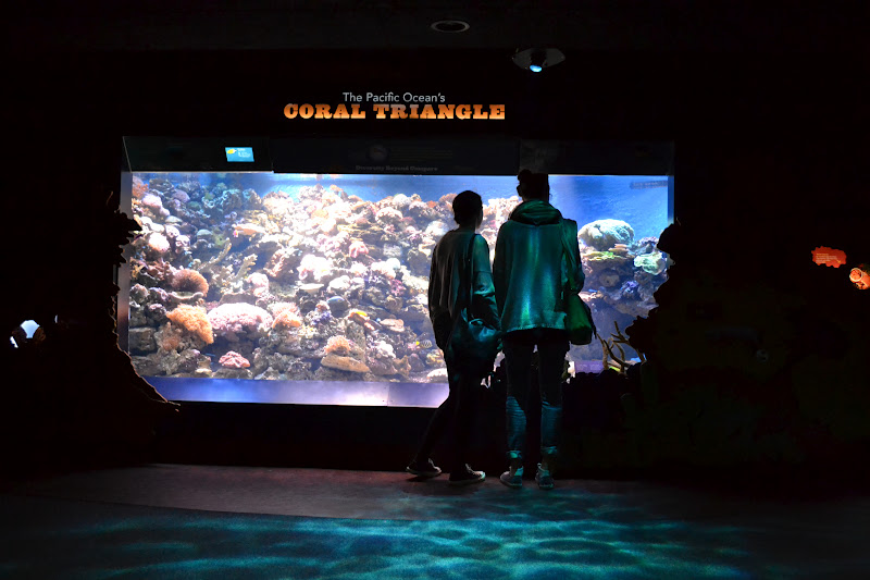 Urban Adventure: Coney Island & New York Aquarium