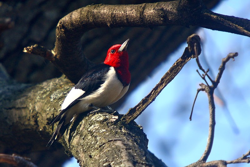 Phillip's Natural World: Florida Woodpeckers