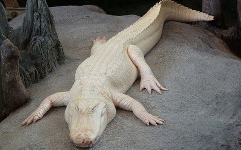 Hewan Albino pun cantik. | Pedro&rsquo;s Blog