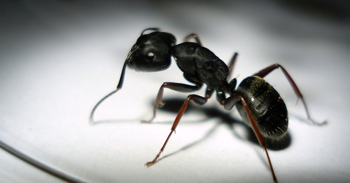 16 Cara Mudah Mengusir Semut Di Rumah 16 Cara Mudah Mengusir Semut Di Rumah