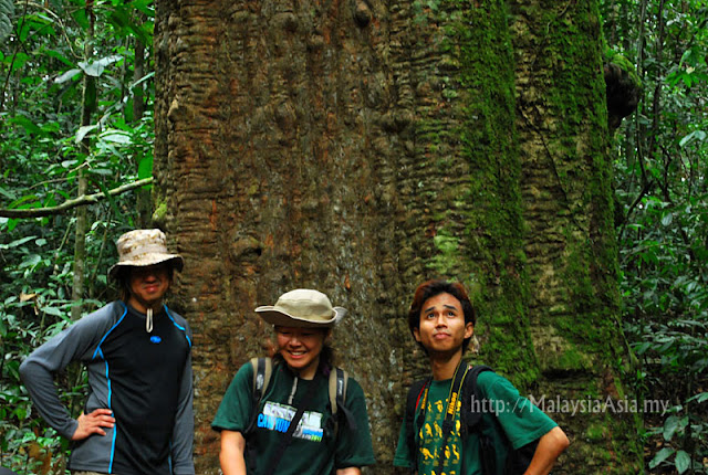 Imbak Canyon Berlian Tree