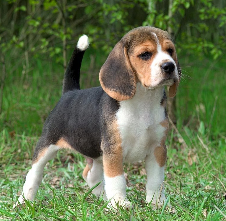 Beagle puppies for sale In Northern Ireland UK