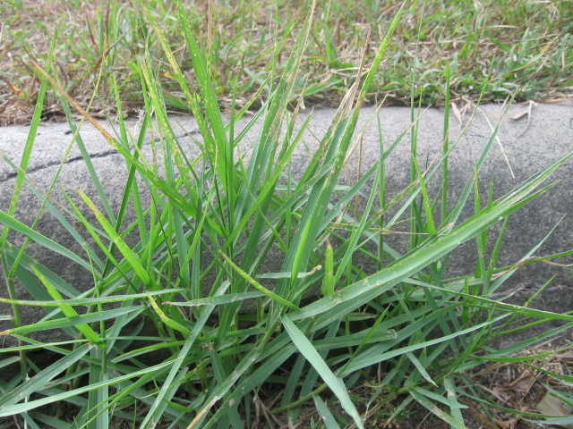 Berbagai Kegunaan Rumput