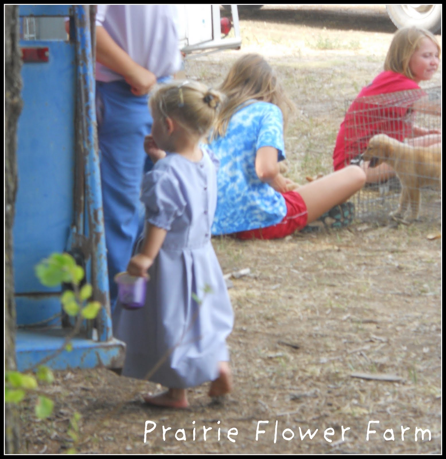 Prairie Flower Farm Yoder Chicken Auction....so much fun!